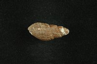 藏品(瘤蜷)的圖片